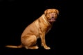 Beautiful bordeaux dogue dog Royalty Free Stock Photo