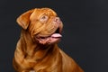 Beautiful bordeaux dogue dog Royalty Free Stock Photo