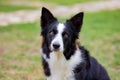 Beautiful Border collie black and white Royalty Free Stock Photo