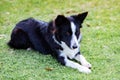 Beautiful Border collie black and white Royalty Free Stock Photo