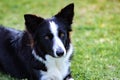 Beautiful Border collie black and white Royalty Free Stock Photo