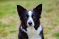 Beautiful Border collie black and white Royalty Free Stock Photo
