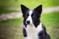 Beautiful Border collie black and white Royalty Free Stock Photo