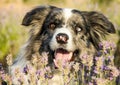 Beautiful border collie dog breed in lavender on a clear day Royalty Free Stock Photo