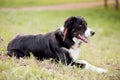 A beautiful Border Collie dog lying on the grass