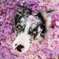 Beautiful border collie dog sitting in flowers