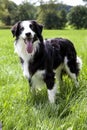 Beautiful Border Collie Royalty Free Stock Photo