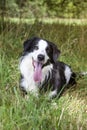 Beautiful Border Collie Royalty Free Stock Photo