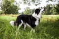 Beautiful Border Collie Royalty Free Stock Photo