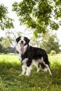 Beautiful Border Collie Royalty Free Stock Photo