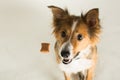 A beautiful Border Collie named Shirley catching a treat Royalty Free Stock Photo