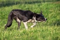 Beautiful border collie sheepdog stalking in a field