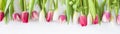 Beautiful border of pink, white and purpl tulips on white background. Royalty Free Stock Photo