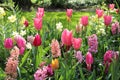 Beautiful Border Of Spring Flowers At Keukenhof Royalty Free Stock Photo