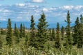 Beautiful boreal forest along the Richardson Highway in Alaska