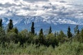 Beautiful boreal forest along the Richardson Highway shows the D