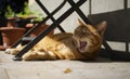 A beautiful bored red cat yawns under a table on a sunny day.