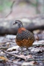 The beautiful Bornean Necklaced Partridge.