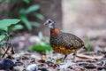 The beautiful Borneo Necklaced Partridge