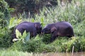 Borneo pygmy elephants Elephas maximus borneensis fight - Borneo Malaysia Asia