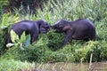 Borneo pygmy elephants Elephas maximus borneensis fight - Borneo Malaysia Asia