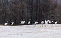 Red-crowned crane bird Royalty Free Stock Photo