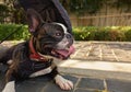 Beautiful boston terrier puppy resting after play in park with umbrella behind him no people Royalty Free Stock Photo