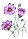 Beautiful botanic illustration purple cosmos flower on stem with leaves. Flowers isolated on white background. Watercolor Royalty Free Stock Photo