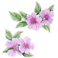 Beautiful botanic set pink briar flowers with leaves. Rosehip twigs and isolated on white background. Watercolor painting. Royalty Free Stock Photo