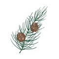 Beautiful botanical drawing of pine branch with needle-like foliage and cones. Evergreen coniferous tree sprig