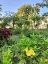 Beautiful botanical gardens and green plants trees in the winter day with blooming plants and beauty view vibes in sunny day Royalty Free Stock Photo