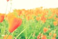 Beautiful botanical of orange poppy flower in garden park in vintage color style