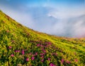 Beautiful botanical scenery. Foggy morning scene of Chornogora mountain range with Hoverla peak in the morning mist.