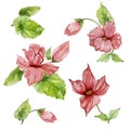 Beautiful botanical set with pink begonia flowers. Buds and leaves solated on white background. Watercolor painting. Royalty Free Stock Photo