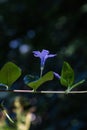 beautiful botanical shot, natural wallpaper