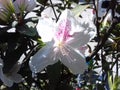 beautiful botanical shot, white flower in a sunny day