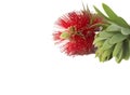 Beautiful bottlebrush flower with leaves