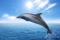 Beautiful bottlenose dolphin jumping out of sea with clear blue water on sunny day Royalty Free Stock Photo