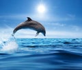 Beautiful bottlenose dolphin jumping out of sea with clear blue water on sunny day Royalty Free Stock Photo