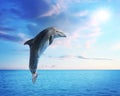 Beautiful bottlenose dolphin jumping out of sea with clear blue water on sunny day Royalty Free Stock Photo