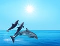 Beautiful bottlenose dolphins jumping out of sea with clear blue water on sunny day Royalty Free Stock Photo