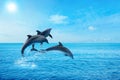 Beautiful bottlenose dolphins jumping out of sea with clear blue water on sunny day Royalty Free Stock Photo