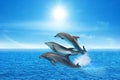Beautiful bottlenose dolphins jumping out of sea with clear blue water on sunny day Royalty Free Stock Photo