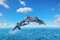 Beautiful bottlenose dolphins jumping out of sea with clear blue water on sunny day Royalty Free Stock Photo