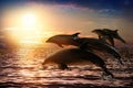 Beautiful bottlenose dolphins jumping out of sea at sunset Royalty Free Stock Photo