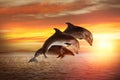 Beautiful bottlenose dolphins jumping out of sea at sunset Royalty Free Stock Photo