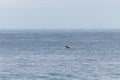 This beautiful bottlenosed dolphin is leaping out of the water in this image. His grey body is still shiny from the saltwater.