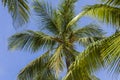 Beautiful bottom-up view on palm tree tops on blue sky background. Royalty Free Stock Photo