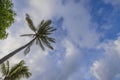 Beautiful bottom-up view on palm tree tops on blue sky with puffy white clouds background. Royalty Free Stock Photo