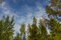 Beautiful bottom up view on tops of forest trees on blue sky background. Royalty Free Stock Photo